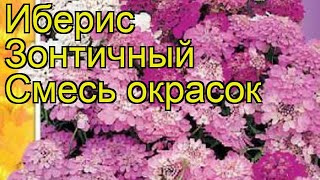 Иберис зонтичный Смесь окрасок Краткий обзор описание характеристик iberis umbellata Smes okrasok [upl. by Agace633]