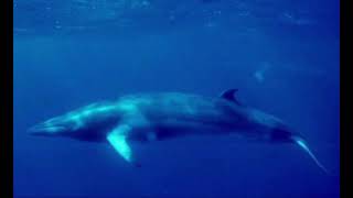 Minke Whale sounds [upl. by Dagney]