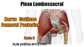 Plexo Lombossacral  Nervo Cutâneo Femoral Posterior  Anatomia Humana  Anatomia [upl. by Ayor407]