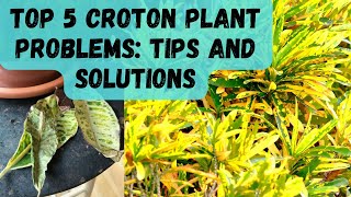 Croton Plants Problems Tips and Solutions [upl. by Netram]