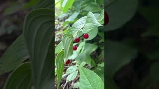 What is that Red Berry Are these 22 common berries edible or not [upl. by Reiss307]