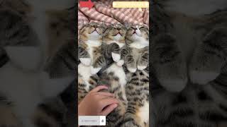 3 Cute kittens purring cutekitty purringcat [upl. by Eerolam]