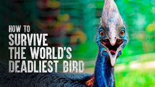 How to Survive the Worlds Deadliest Bird [upl. by Rosalind59]