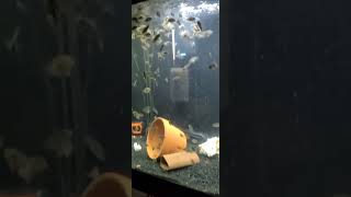 Red Isletas growouts attacking frozen shrimp 🍤 [upl. by Aseram]