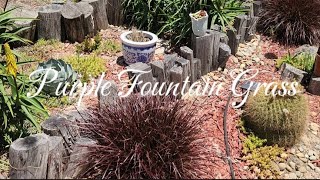 Purple Fountain Grass Pennisetum setaceum Rubrum PRUNING TIPS follow up [upl. by Ylreveb306]