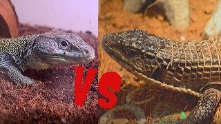 Best Pet Lizard  Jeweled Lacerta vs Sudan Plated Lizard [upl. by Ahsele]