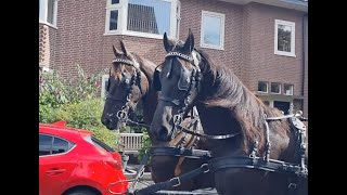 Stal Okkemas pair of geldings Left Sjoerd amp Right Hammelton [upl. by Adihaj]