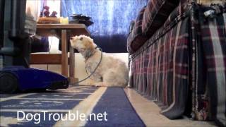 Rehabilitating Ramzi Pt 7 Dog attacks vacuum cleaner out of fear afraid [upl. by Skerl581]