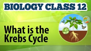 What Is the Krebs Cycle  Cellular Respiration in Plants  Biology Class 12 [upl. by Ynnattirb]