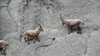 Group of Alpine ibex climbing cliff face [upl. by Oralie]