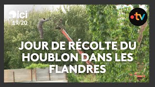 La saison des récoltes du houblon est ouverte dans les Flandres [upl. by Egerton]