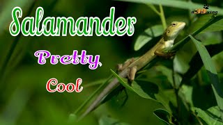 LIVE DICTIONARY  4K Animal Footage  SALAMANDER  KỲ NHÔNG  SALAMANDRE  SALAMANDRA  n39 vlog [upl. by Edieh369]