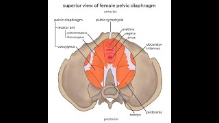 Anatomy of the Levator Ani muscles Puborectalis Pubococcygeus and iliococcygeus [upl. by Yasui]