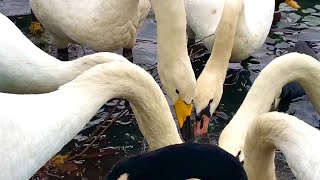 Whooper Swan 🦢 day 2 at Lakeside Doncaster 😃 [upl. by Maurits683]