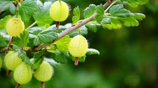 Stachelbeeren düngen schneiden pflegen  Balkon Garten Tipps [upl. by Yruj]