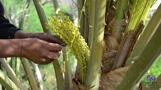 Date Palm Pollination Easy and Effective Method [upl. by Arbuckle]