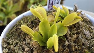 Dionaea Muscipula Korrigans [upl. by Egiarc40]