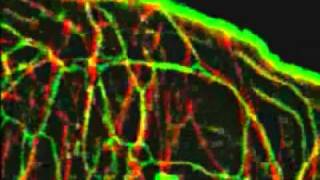 MicrotubuleEndoplasmic Reticulum Interaction ECB [upl. by Aneral]