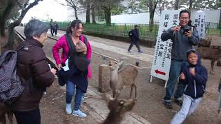 Deer Park Nara everydaytaichi lucy Honolulu Hawaii [upl. by Hgielek]