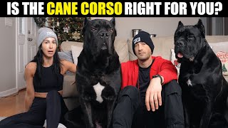 Is the Cane Corso right for you [upl. by Luhem]