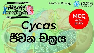 Cycas ජීවන චක්‍රය  Cycas Life Cycle  EduTalk Biology [upl. by Oirifrop]