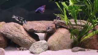 Paralabidochromis chilotes Ruti [upl. by Htrag336]