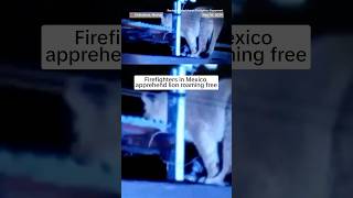 Firefighters in Mexico apprehend lion roaming free [upl. by Yadrahc]