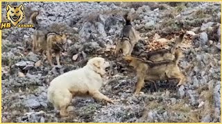 Maremmano Abruzzese  The Italian Wolf Crusher dog [upl. by Dijam]