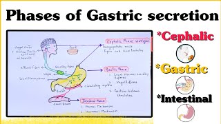 Phases of Gastric secretion  Cephalic Gastric Intestinal  II Mechanism of Secretion [upl. by Shayne]