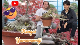 I cant believe its true😲 Kengai momiji how to start new bonsai project hiryuen maple bonsai [upl. by Creighton]