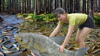 TOP Big Fish I Caught The Biggest Fish in the Forest  Survival Fishing Traps Fish Catch Fish [upl. by Ekaterina]