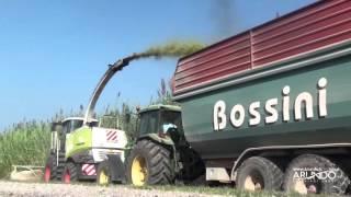 Arundo donax Harvesting and Silage for Biogas production  2015 [upl. by Nylirehc]