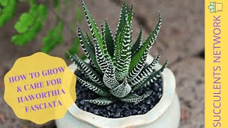 How To Grow amp Care For Haworthia Fasciata [upl. by Suivatal]