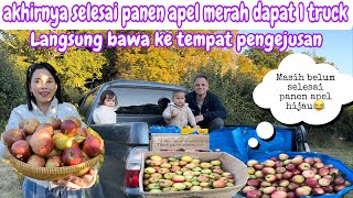 AKHIRNYA SELESAI PANEN APEL MERAH DAPAT 1 TRUCK  LANGSUNG BAWA KE TEMPAT PENGEJUSAN [upl. by Airdni653]