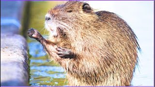 Muskrat  Physical Characteristics  Habitat  Diet  Behavior  101 Facts usa animal [upl. by Vladamar]