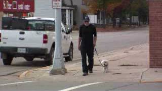 Coton De Tulear Bentley  Boot Camp Dog Training Graduate [upl. by Lanford]