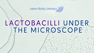 Lactobacilli Under The Microscope [upl. by Edijabab]