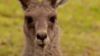 Head of an Eastern Grey Kangaroo Macropus giganteus in Girraween National Park [upl. by Anurag874]