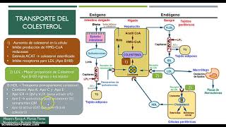 Digestión y Metabolismo de Lípidos 5a Parte [upl. by Susanna]