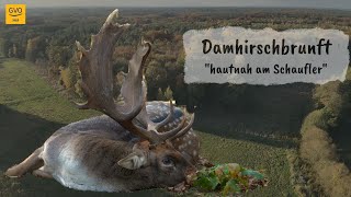 Damwildbrunft hautnah  2 kapitale Damhirsche gestreckt [upl. by Nelly]