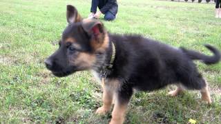 German Shepherd Puppy Barking [upl. by Ellehsyt322]