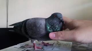 Female Pigeon Cuddling Sound [upl. by Ita]