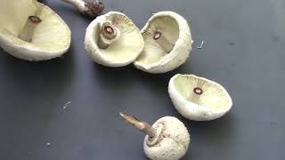 Identifying a Poisonous Mushroom with a Spore Print [upl. by Norrat]