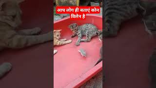 Cat mice story reelsvideo love funny animalcomedy animals cats catlovers mice bollywood [upl. by Lorollas]