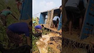 Some local people saving the life of some goats from a truck 🚛 [upl. by Onaicul]