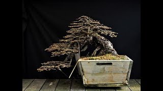 The Story of quotThe Elephantquot Bonsai Part I By Hans van Meer [upl. by Nhaj]