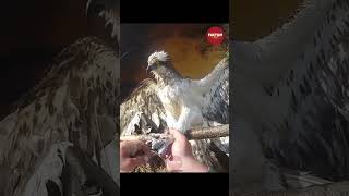 Eagle Rescue Story dosti pakshi birdslover newvideoout animalrescue factum viralshortsvideo [upl. by Doug]