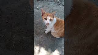 Olen n Flen cat catlover kucing kitten shortvideo animals subscribe [upl. by Gelhar410]