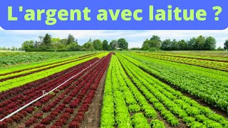 comment gagner 800 000 FCFA par mois en cultivant la laitue [upl. by Rojas554]