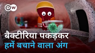 हमें बीमारियों से बचाने वाले स्प्लीन को आप कितना जानते हैं What does the spleen do [upl. by Sherilyn]